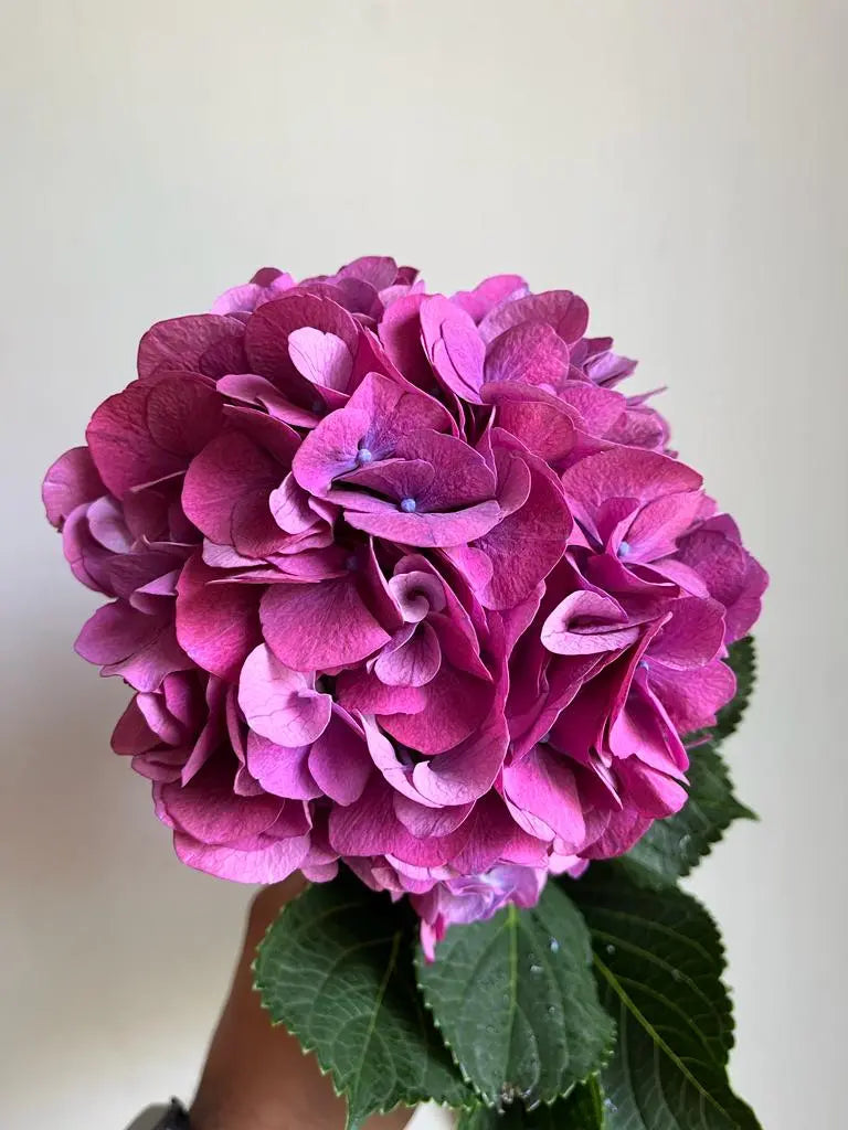 Hydrangea 1magnolialane