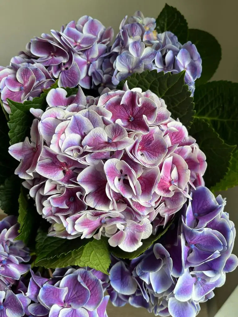 Hydrangea 1magnolialane