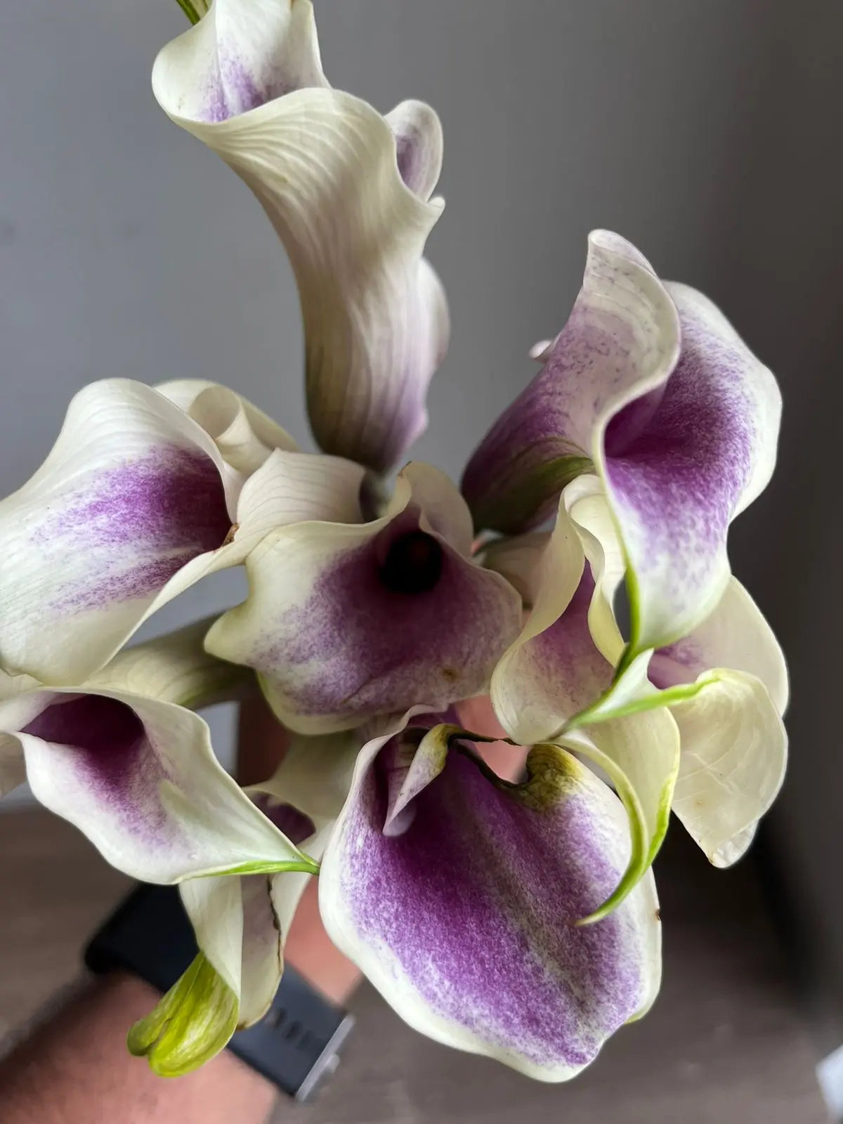 Calla Lily 1magnolialane