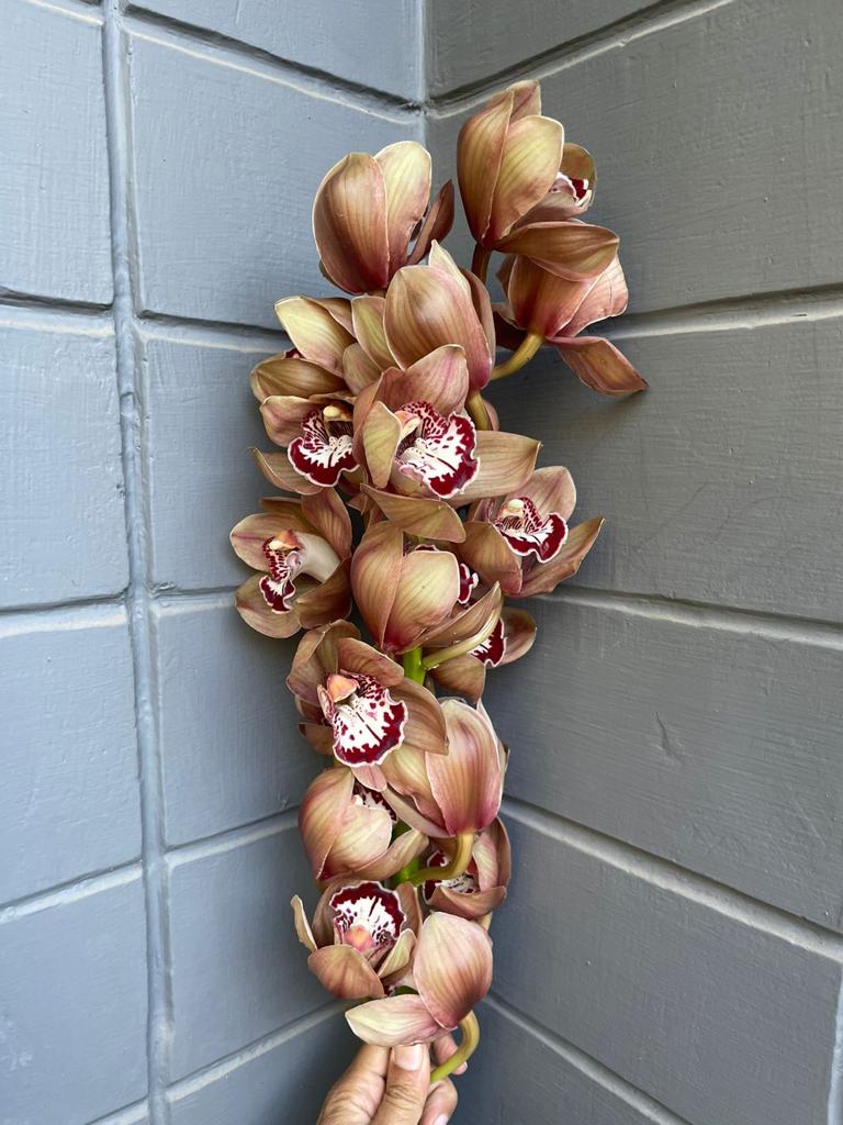 Cymbidium