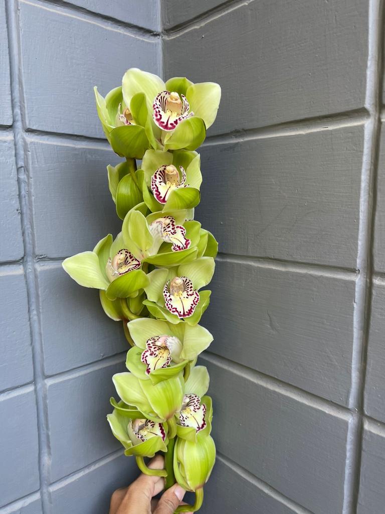 Cymbidium