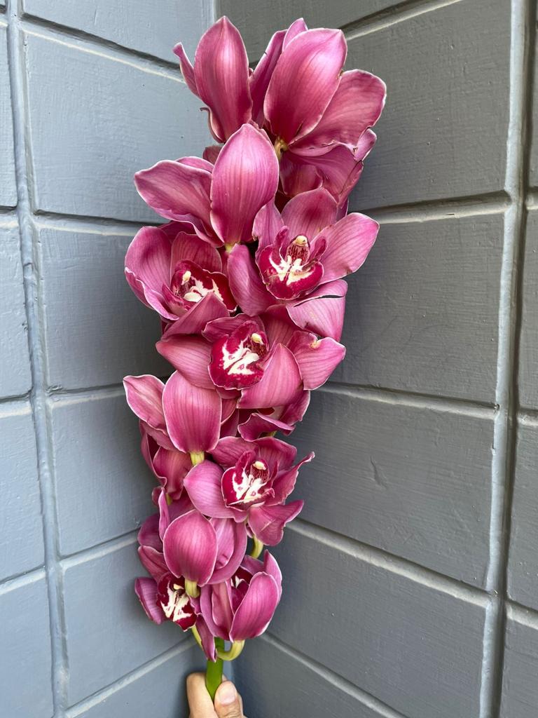 Cymbidium