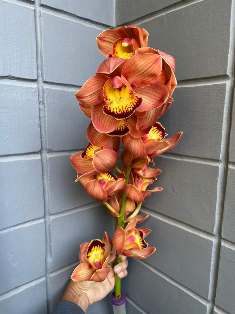 Cymbidium