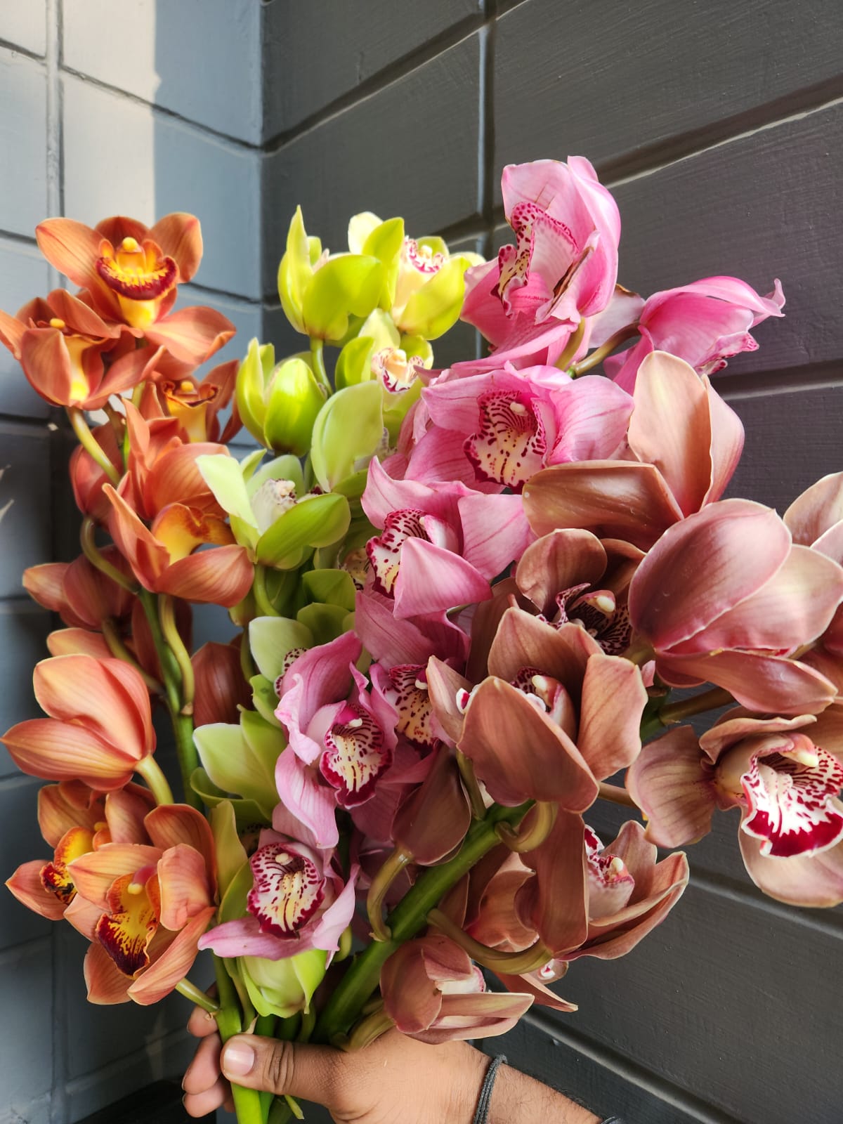 Cymbidium