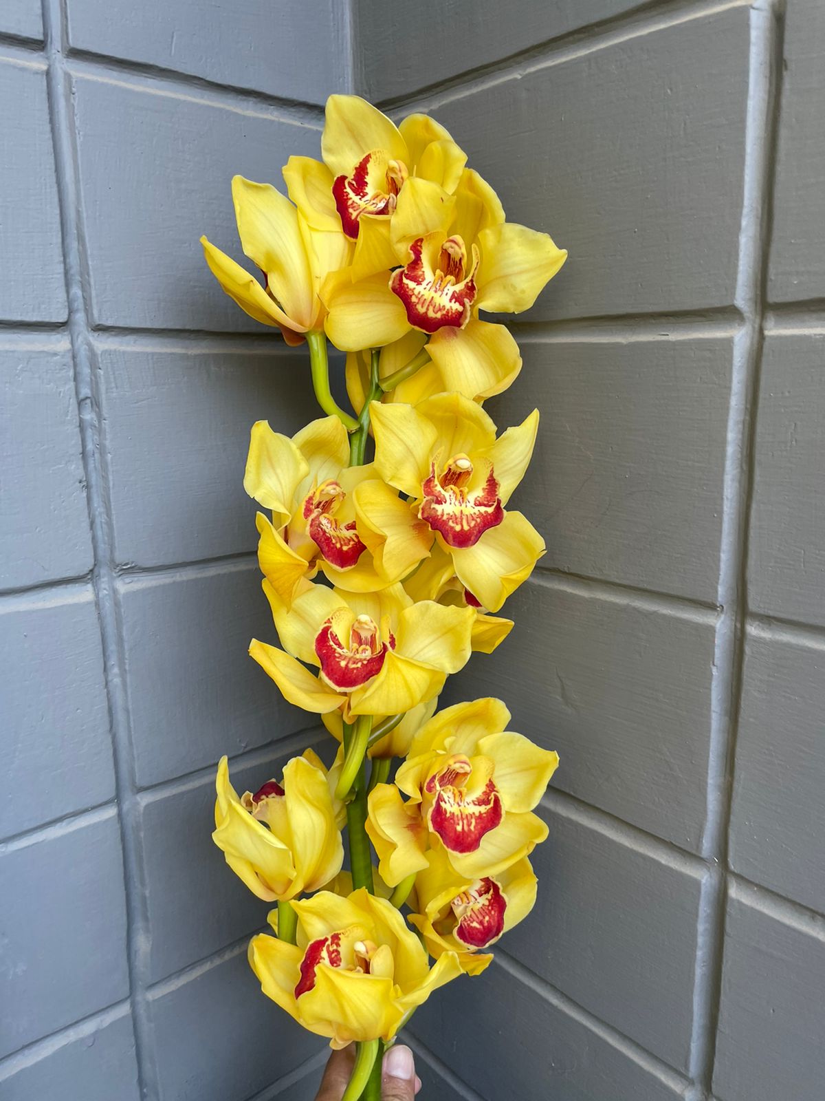 Cymbidium