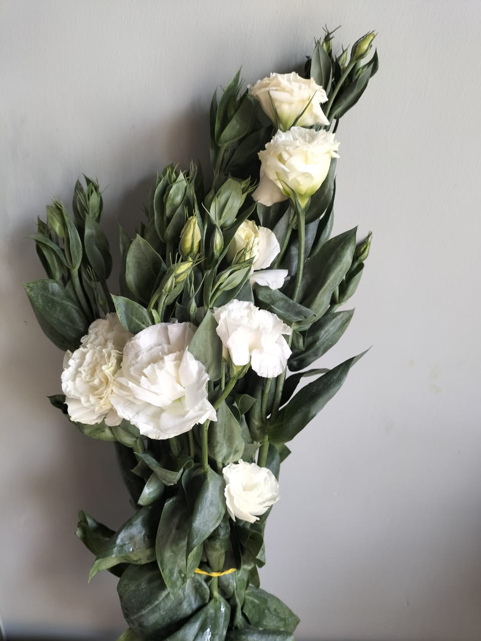 Lisianthus