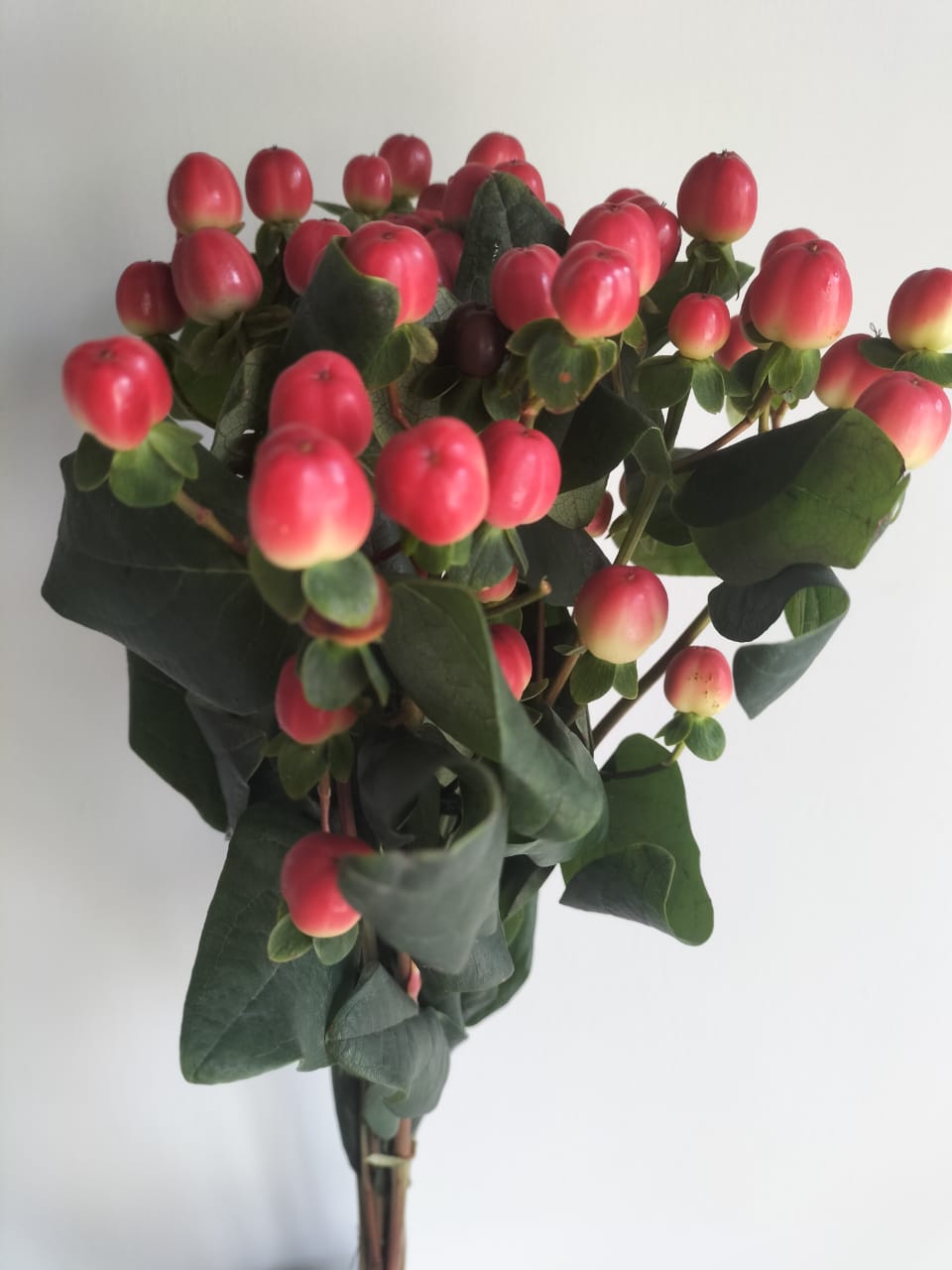 Hypericum berries