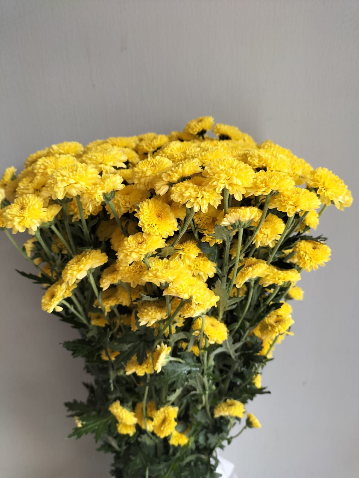 Button Chrysanthemum