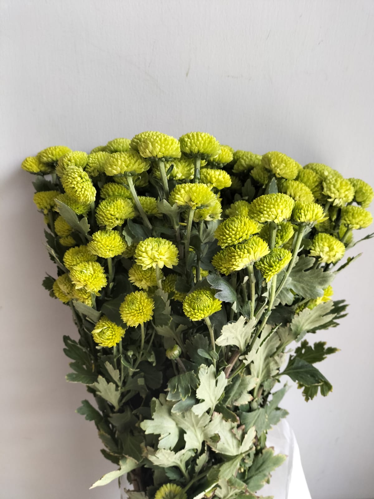 Button Chrysanthemum