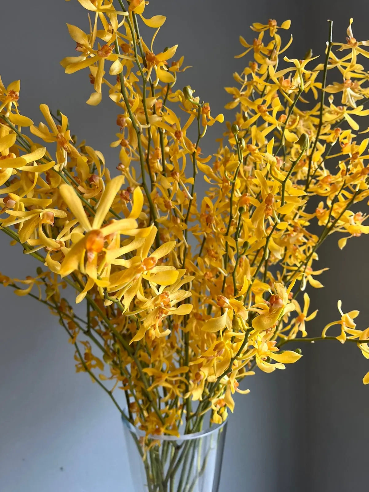 James storie 1magnolialane