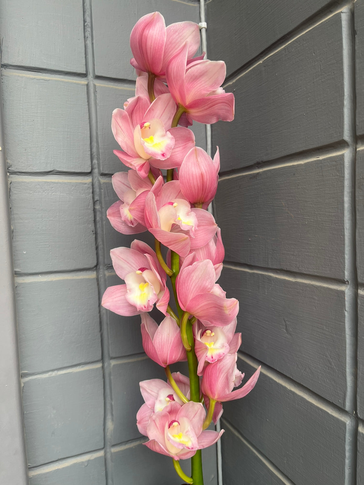 Cymbidium