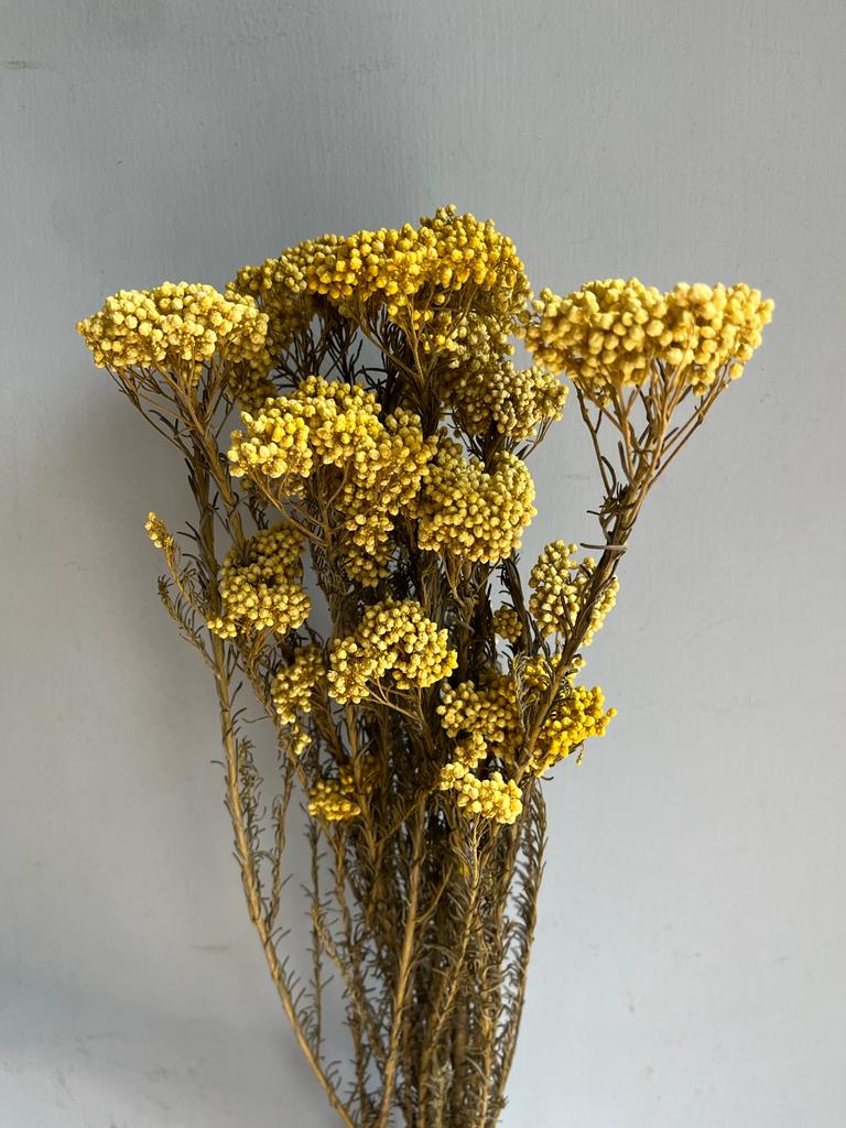 Preserved Rice Flower