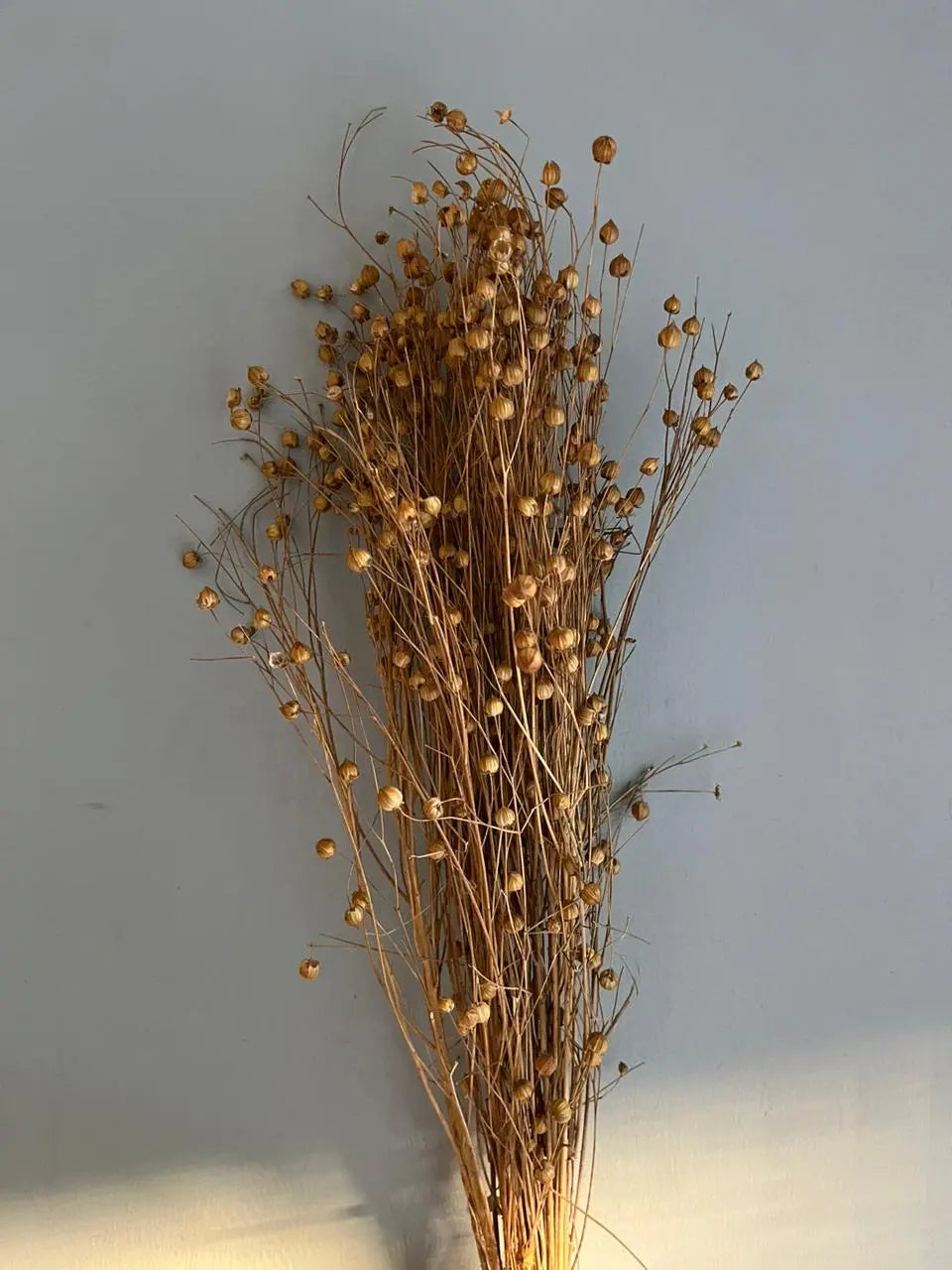 Flax Seed Dry 1magnolialane