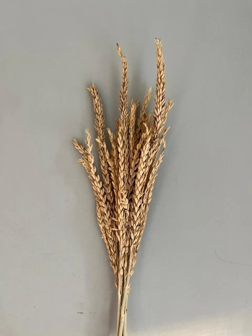 Corn Tail 1magnolialane