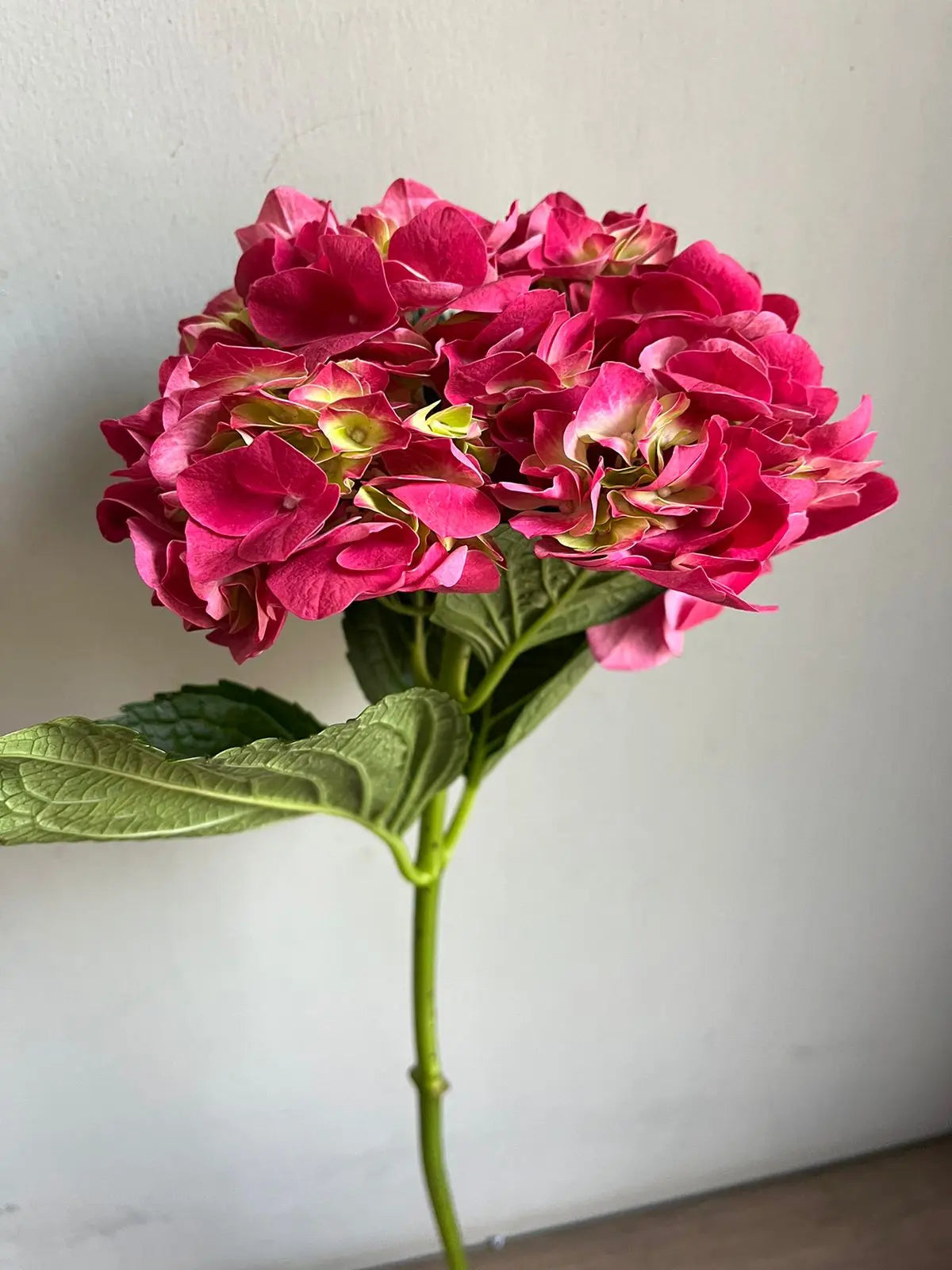 Hydrangea 1magnolialane