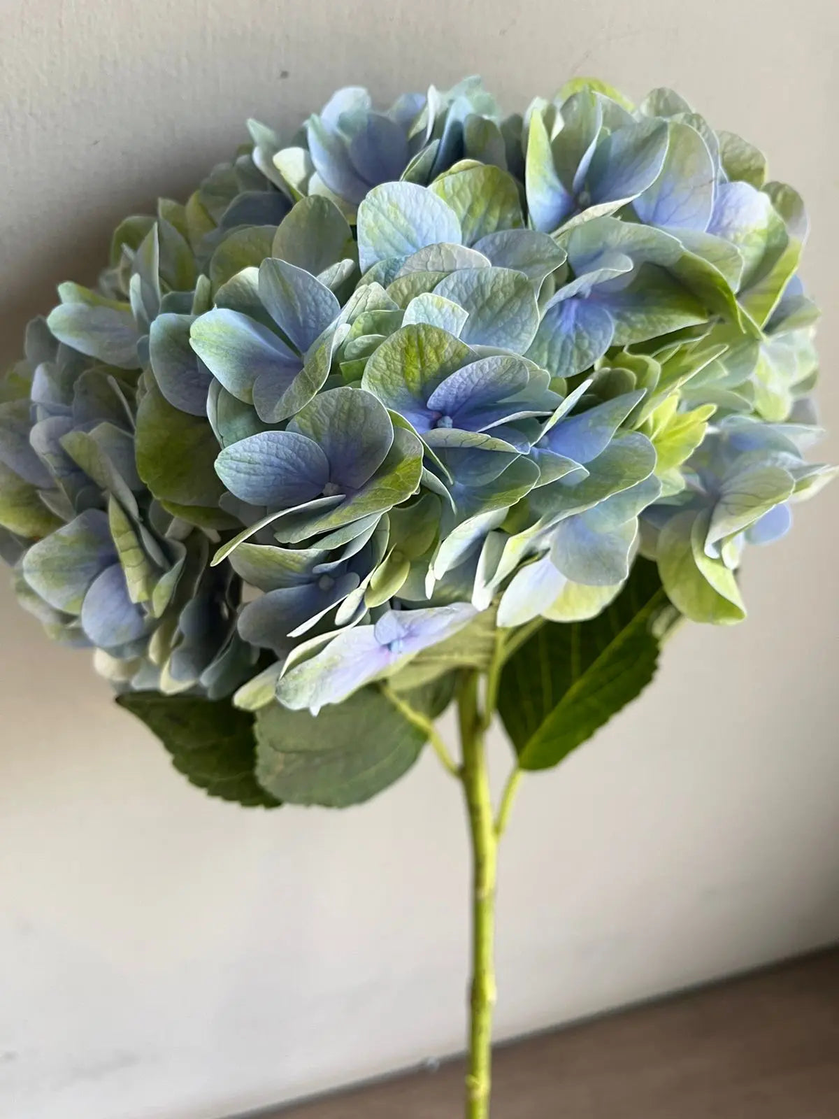 Hydrangea 1magnolialane