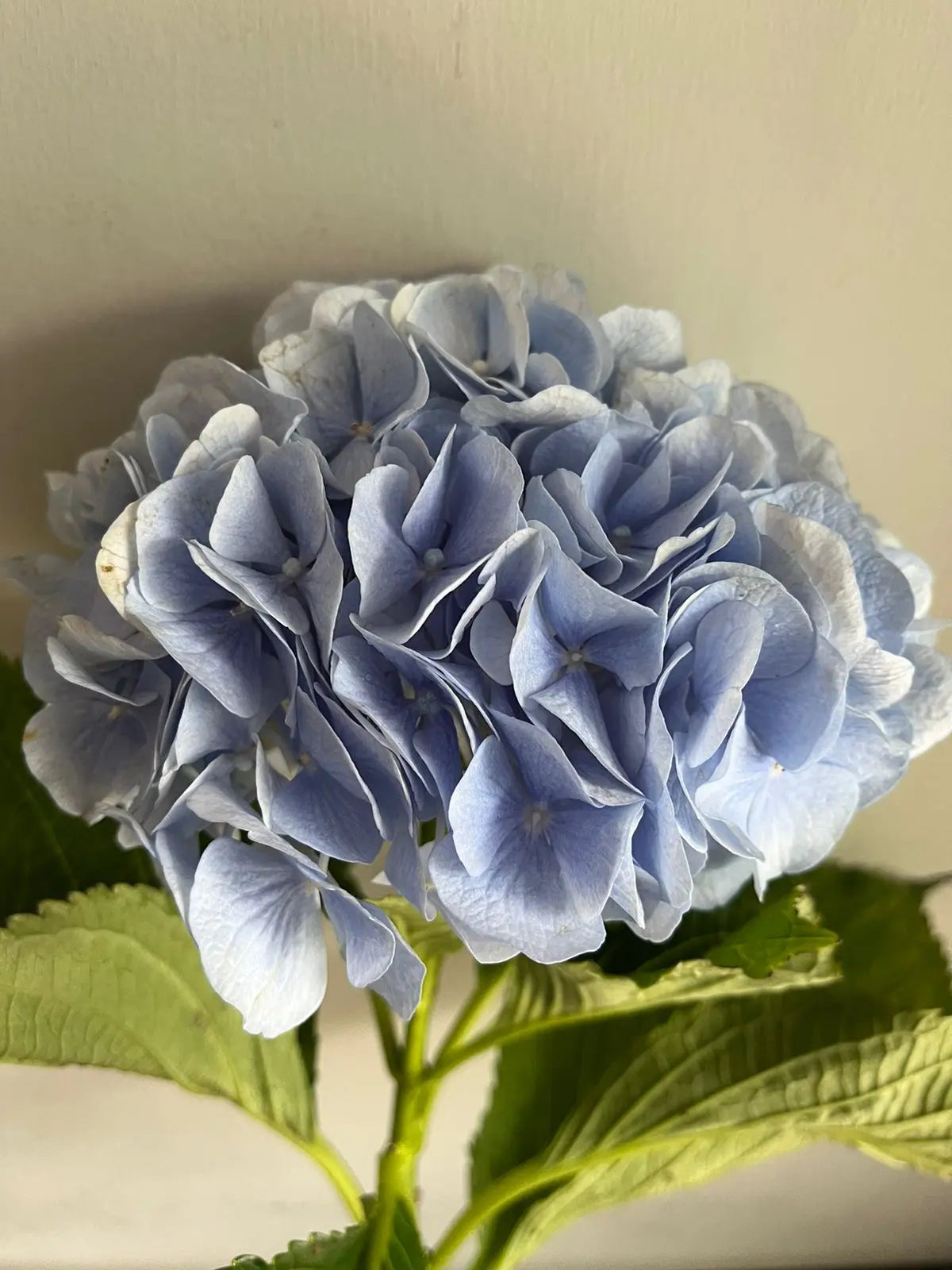 Hydrangea 1magnolialane