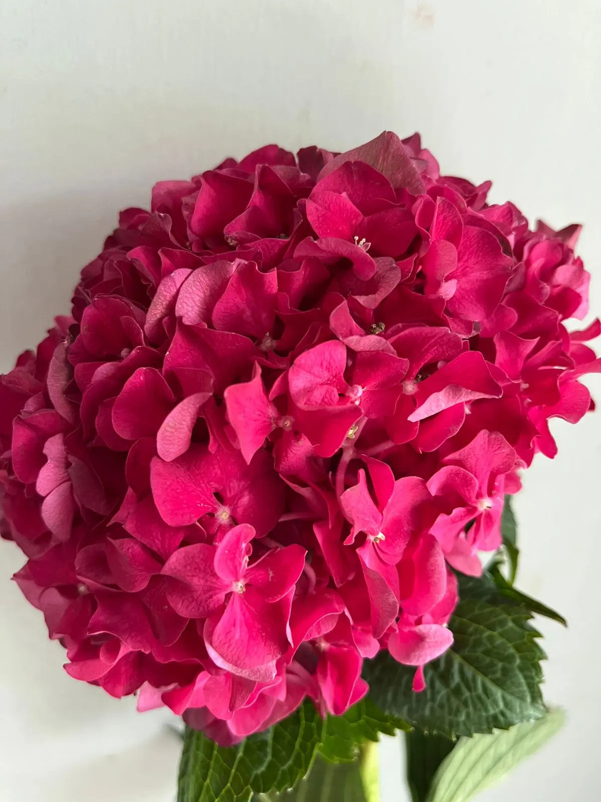 Hydrangea 1magnolialane