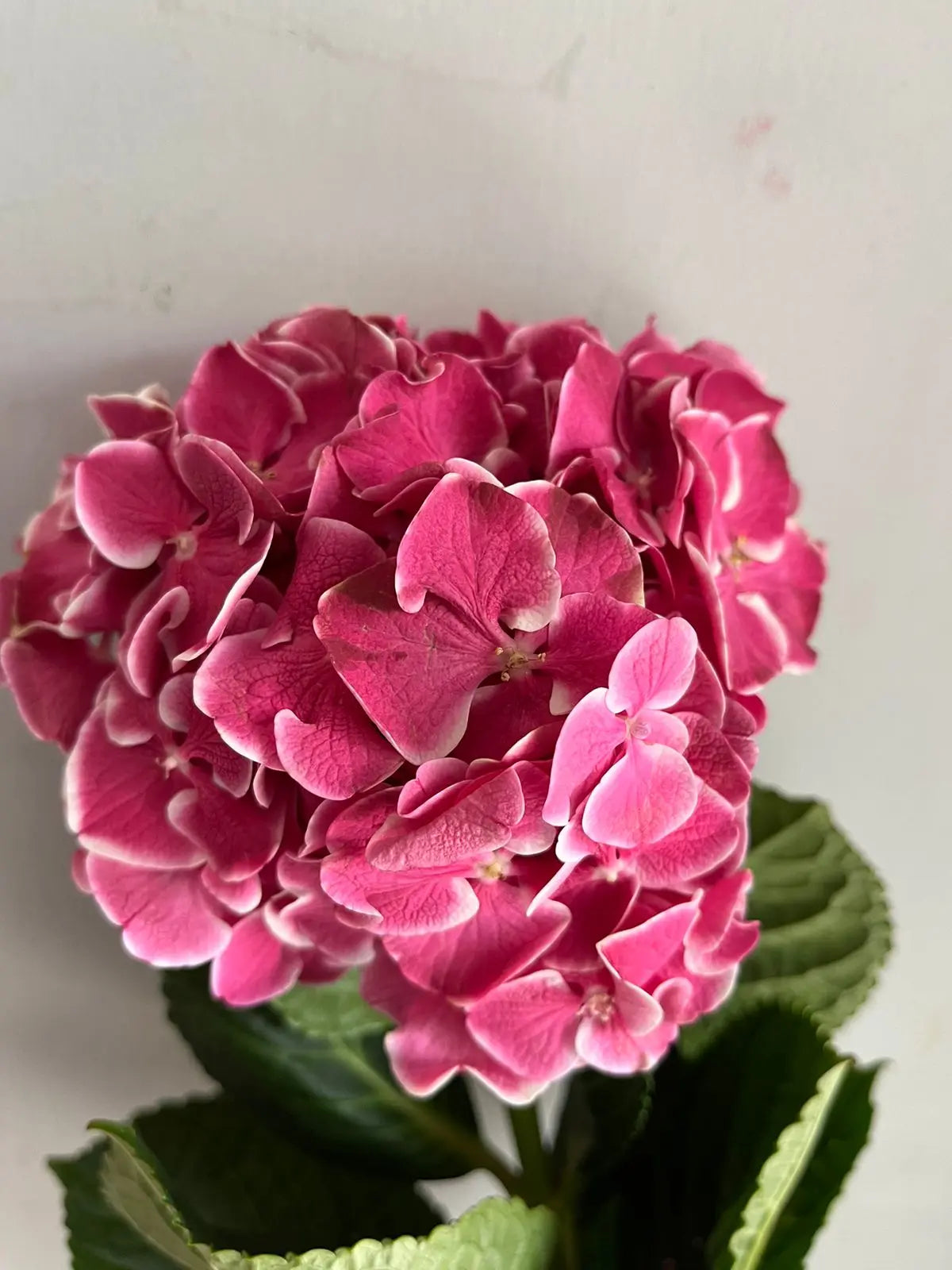 Hydrangea 1magnolialane