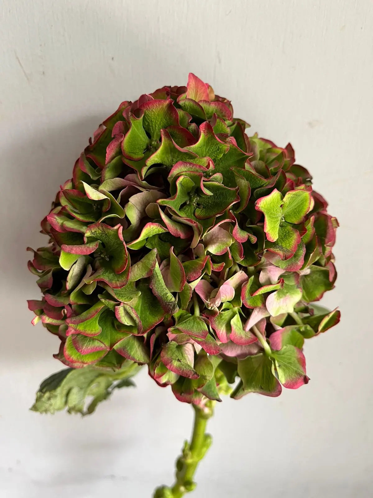 Hydrangea 1magnolialane
