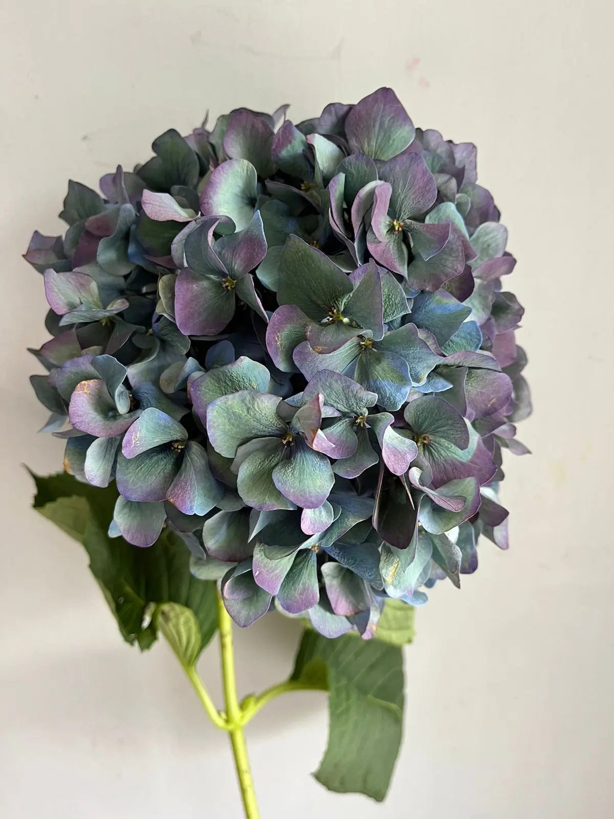 Hydrangea 1magnolialane