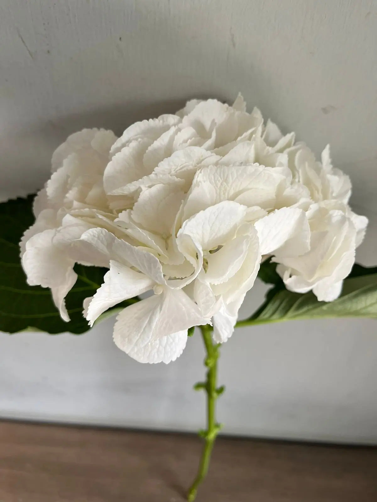 Hydrangea 1magnolialane
